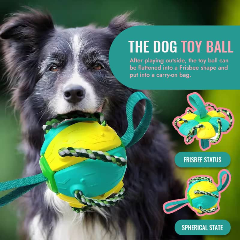 Dog Toys, Interactive & Eco-Friendly Pet Toys
